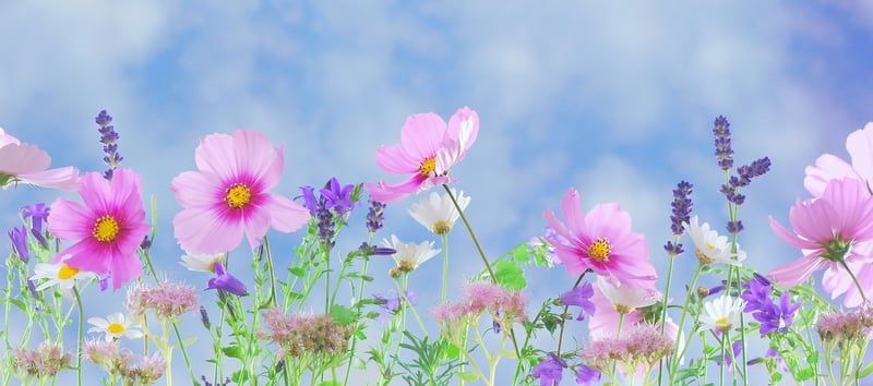Whimsical Wonderland Image